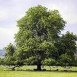 Camp Davy Crockett - Tree Day