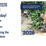 Meadowview Dog Show: American Cavalier King Charles Spaniel Club